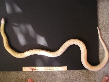 17 month old Albino Whitesided Bull