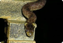 Ningishzida