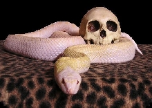Happy All Hallows