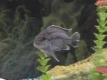 mbuna