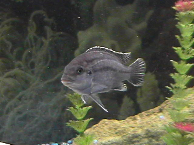 mbuna