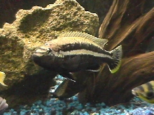 auratus mbuna