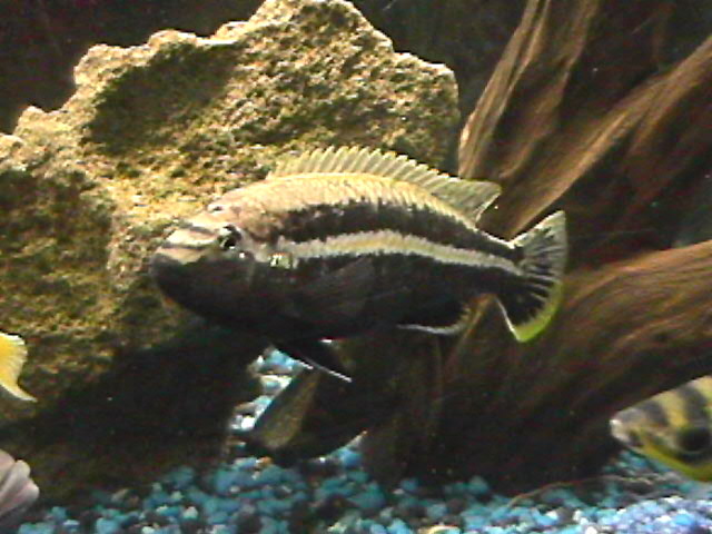 auratus mbuna