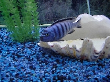 Mbuna