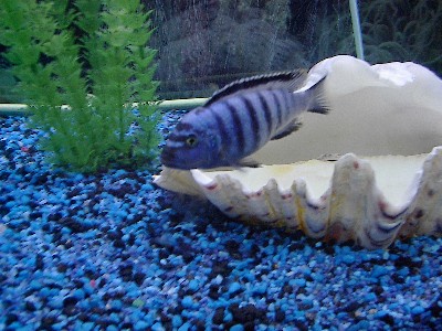 Mbuna