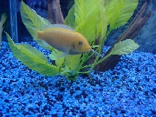 Mbuna
