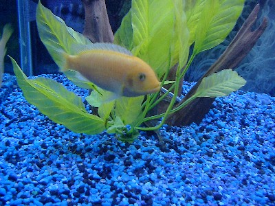 Mbuna