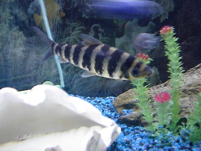 leporinus