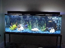 150 gal Cichlid Tank
