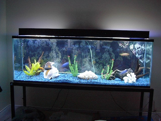 150 gal Cichlid Tank