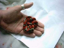 Sinaloan Milksnakes