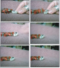 Sinaloan Milksnake attacks