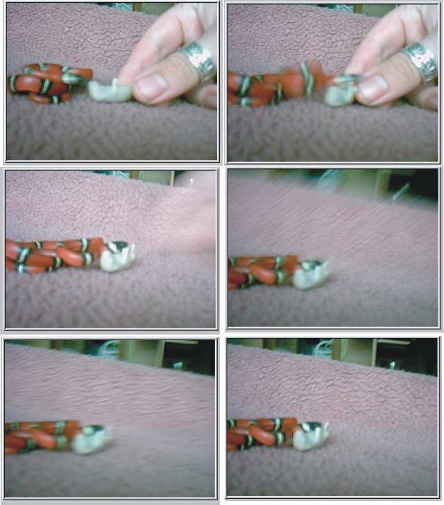 Sinaloan Milksnake attacks