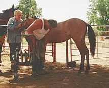Woxhoox first hoof trim