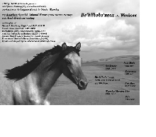 Woxhoox's ad in SMR 2003 Supplimental Annual