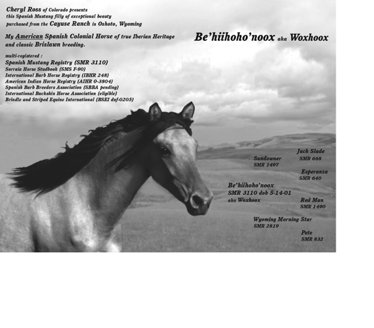 Woxhoox's ad in SMR 2003 Supplimental Annual