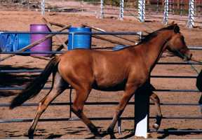 Woxhoox in round pen