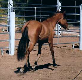 Woxhoox trotting away