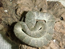 Gray Bush Viper