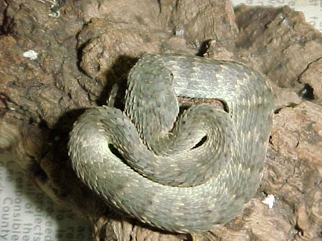 Gray Bush Viper