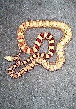 Albino Sonoran Gopher Snake