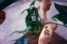 White Lip Viper Female