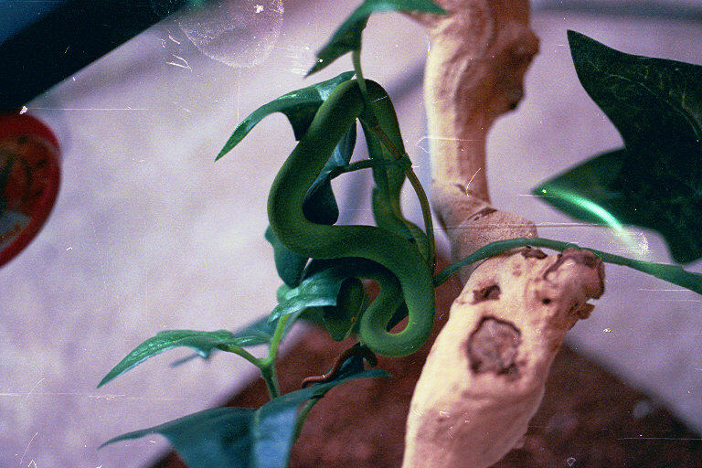 White Lip Viper Female