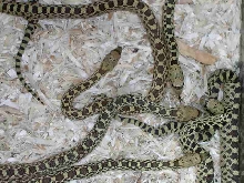 Baby Bull Snakes