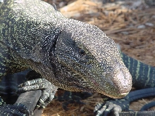 Varanus salvadorii