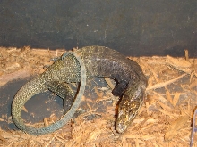 Tricolor Monitor