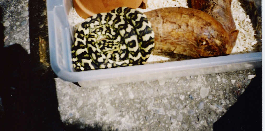 female jungle