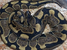 granite ball