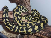 jungle carpet