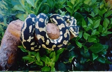 jungle male