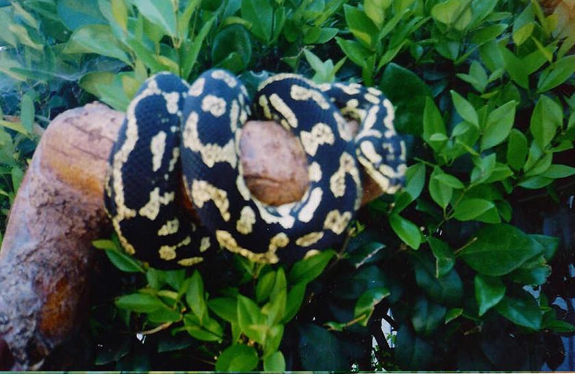 jungle male