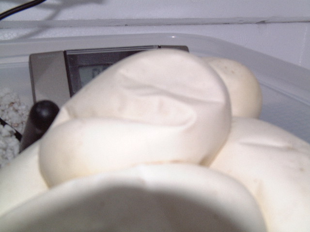 dented egg
