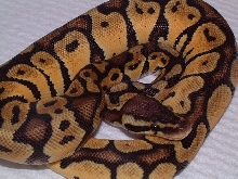 Male Graziani pastel