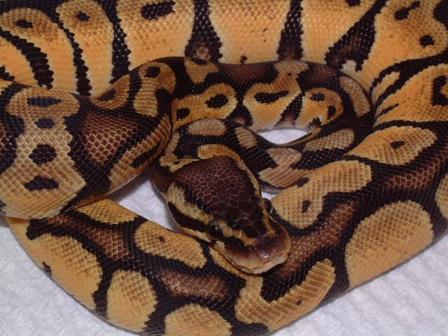 male Graziani pastel