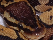 headshot of male Graziani pastel