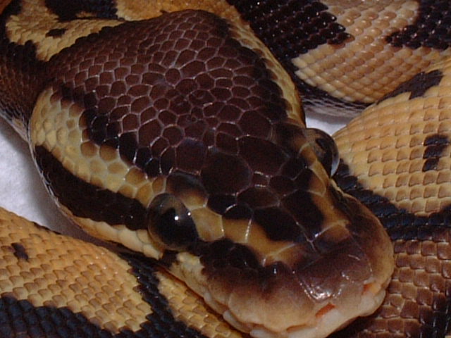 headshot of male Graziani pastel