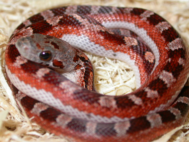 Pied sided Bloodreds