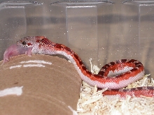 P/S Hatchling Feeding