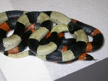 Oreo and Holloween