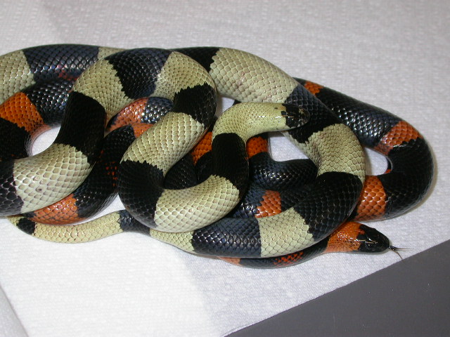 Oreo and Holloween