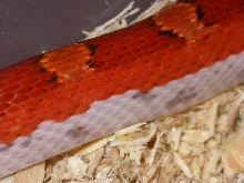 Pied Sided Closeup