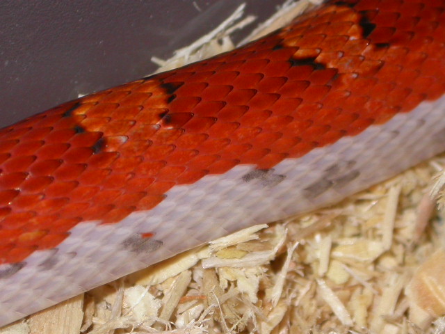 Pied Sided Closeup