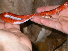 Pied Sided Bloodred