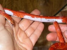 Pied Sided Blood