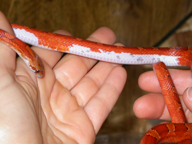 Pied Sided Blood