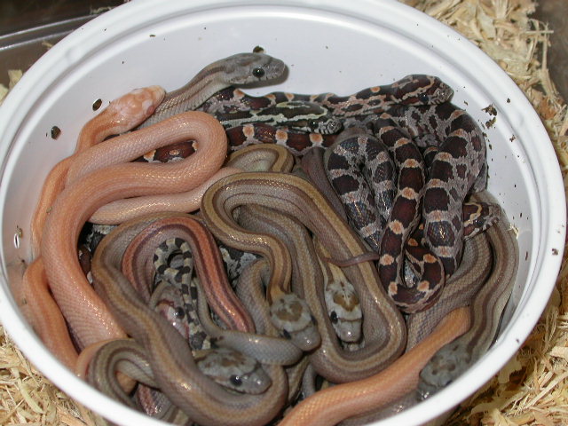 Cup o Snakes